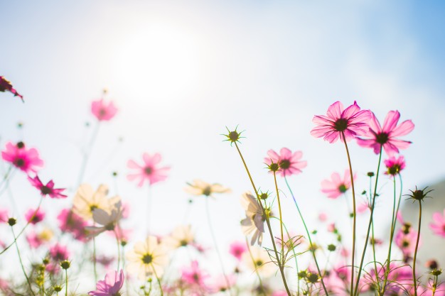 langage des fleurs prairie champ fleur rose