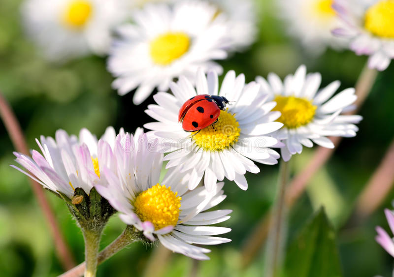 coccinelle paquerette bijou nature resine fleurs bijoux floral